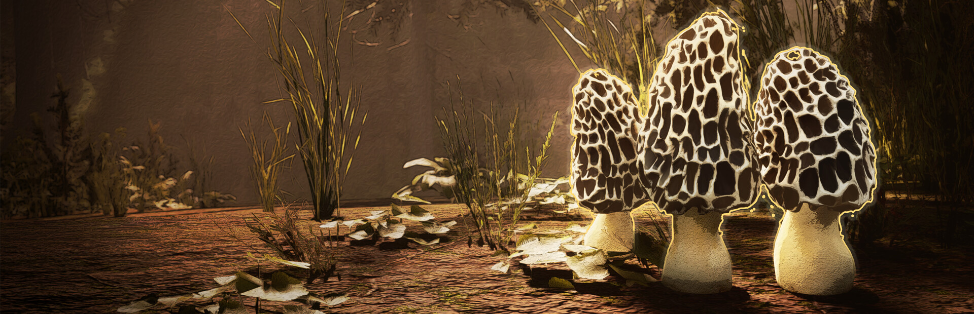 Morels: The Hunt 封面