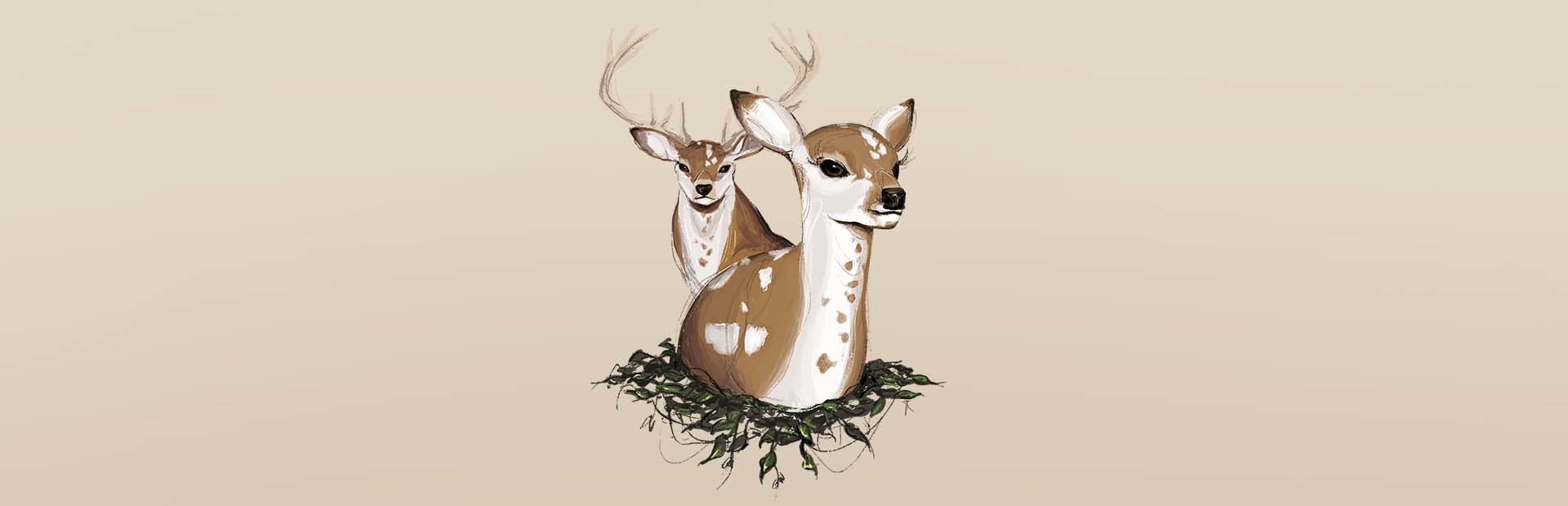 Deer Journey 封面